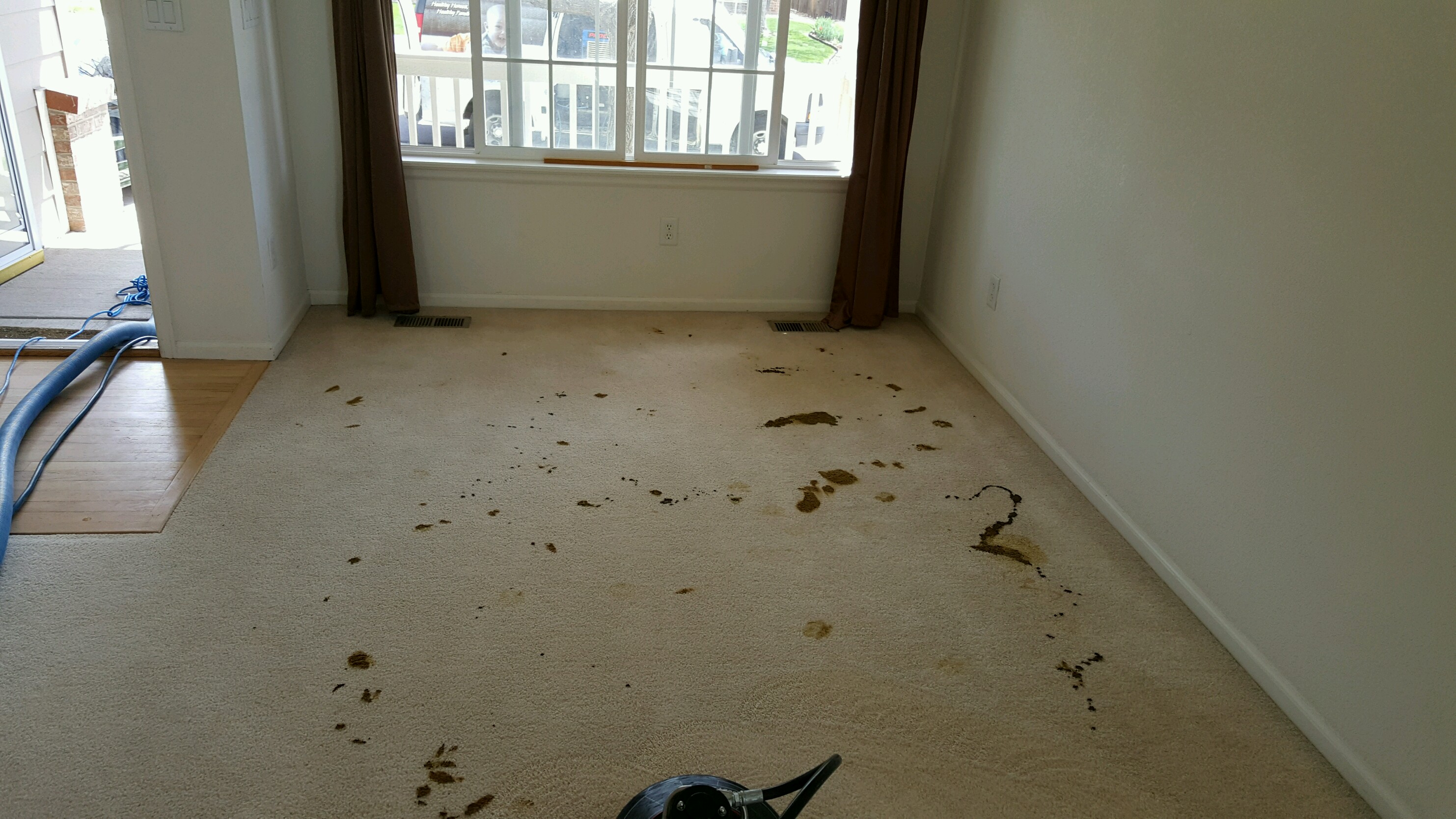 Carpet Cleaning Poop Stains Pictures Before and After- Carpet